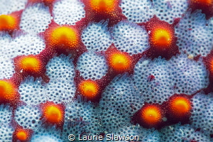 Pacific cushion sea star at San Antonio Point, San Carlos... by Laurie Slawson 